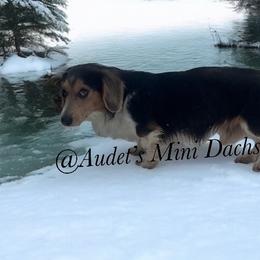 Dinky Doo - Dachshund