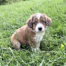 Boy 2 - Sable Aussiedoodle puppy in Centerburg, Ohio from A Dose Of Doodle