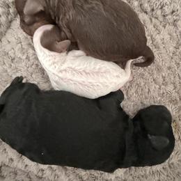 Poodle puppies from Stellar Poodles