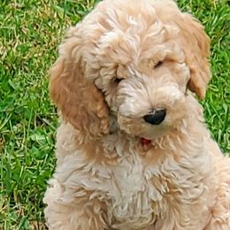 Bud - Labradoodle puppy in Statesville, North Carolina from Labradoodles of the Foothills