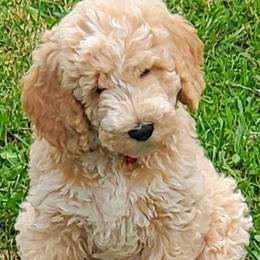 Bud - Labradoodle puppy in Statesville, North Carolina from Labradoodles of the Foothills