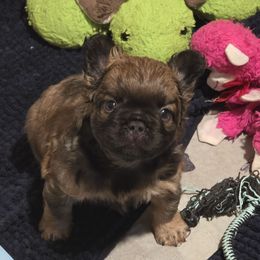 McRib - Fawn male French Bulldog puppy in Asheville, North Carolina from MTO KENNELS