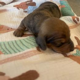 Cinnamon - Dapple male Dachshund puppy in Yuba City, California from The Navarro Furbabies