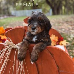 Hailey - Blue merle female Bernedoodle puppy in Glenwood, New Mexico from Brush Fire Doodles