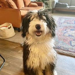 Boba Tea - Bernedoodle