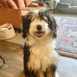 Boba Tea - Bernedoodle