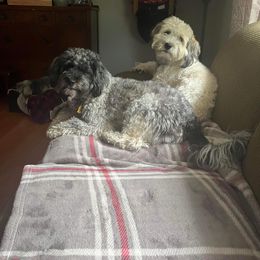 Havanese All Grown Up from Bentley’s Beloved Havanese