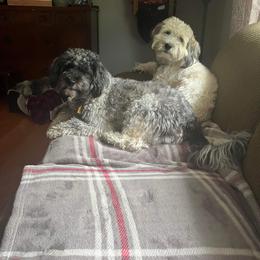 Havanese All Grown Up from Bentley’s Beloved Havanese