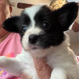 Female Puppy 4 - White and black female Papillon puppy in Kenly, North Carolina from Otto’s Papillons