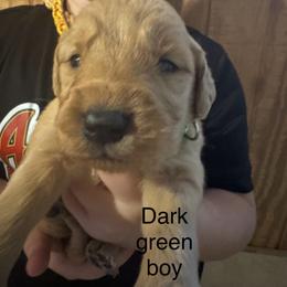 Dark green boy - Golden female Golden Retriever puppy in Buchanan, Georgia from Morgan’s Heart of Gold Retrievers