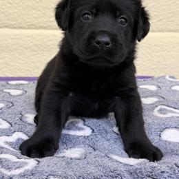 Black male 1 - Black male Labrador Retriever puppy in Edgefield, South Carolina from Backwoods Pond Labradors LLC