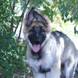 Shiloh Shepherd Puppies from Solace Shilohs