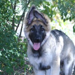 Shiloh Shepherd Puppies from Solace Shilohs