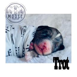Trot - Merle male Bernedoodle puppy in Belleville, Michigan from Moose Tracks Bernedoodles
