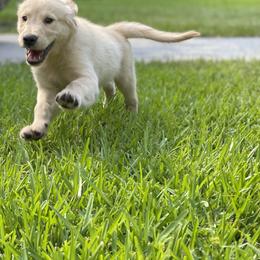 Golden Retriever Puppies from All shades Golden