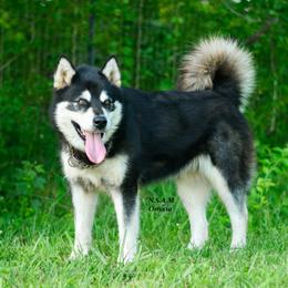 Onyxia - Black and white female Alaskan Malamute puppy in Kingston, Tennessee from North Shore Alaskan Malamutes