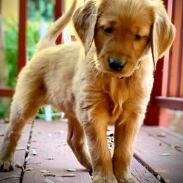 Golden Retriever Puppies from Rowan Retrievers