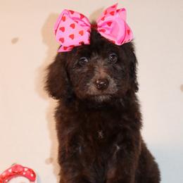 J'Adore - Brown female Bernedoodle puppy in Ohio from Moore Doodles
