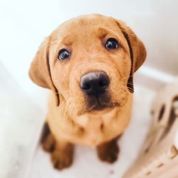 Labrador Retriever Puppies from Eternity Labradors