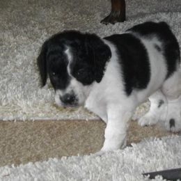 English Springer Spaniel Puppies from Sandhill Kennel