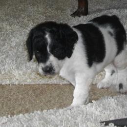 English Springer Spaniel Puppies from Sandhill Kennel