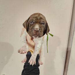 Green Boy - Liver and white male German Shorthaired Pointer puppy in Nampa, Idaho from Heart Mountain Cavaliers & Floating Feathers Kennel