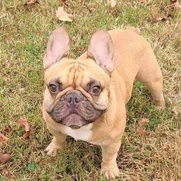 French Bulldogs from T&R frenchies