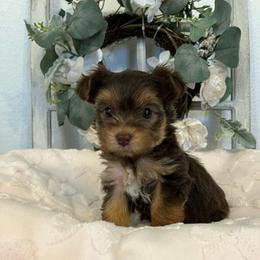 Whimsy - Chocolate, tan and white female Yorkshire Terrier puppy in Rising Star, Texas from Phillips Pup House