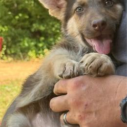 Girl 3 yellow collar - Liver female German Shepherd puppy in Newsoms, Virginia from A Tier Above Shepherds