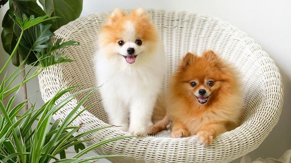 Find Pomeranian puppies for sale near Mansfield, OH