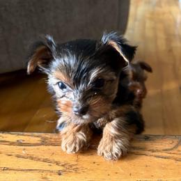 Sasha - Black and gold female Yorkshire Terrier puppy in Peach Bottom, Pennsylvania from 4 the L❤️ve of Yorkies