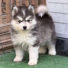 Larry - Black and white male Pomsky puppy in Eastman, Georgia from Once Upon A Pomsky