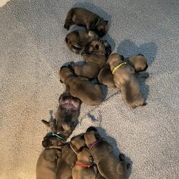 Pink - Boerboel puppy in Chico, California from Rivers Edge Boerboels