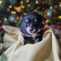 Tinkerbell - Black and white female Companion Cross puppy in Decatur, Illinois from We R Puppies