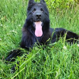 German Shepherd All Grown Up from Schultz's Premium German Shepherds
