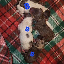 Hoggle - Chocolate and tan male Dachshund puppy in Antlers, Oklahoma from MoMo's Dachshunds