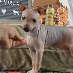 Girl 1 - Black sable red American Hairless Terrier puppy in Alvin, Texas from Nekkid Ambition AHT's