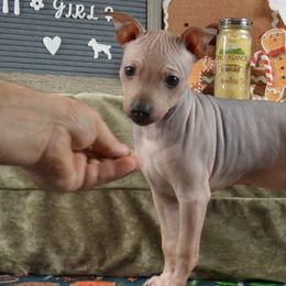 Girl 1 - Black sable red American Hairless Terrier puppy in Alvin, Texas from Nekkid Ambition AHT's