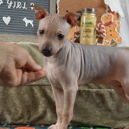 Girl 1 - Black sable red American Hairless Terrier puppy in Alvin, Texas from Nekkid Ambition AHT's