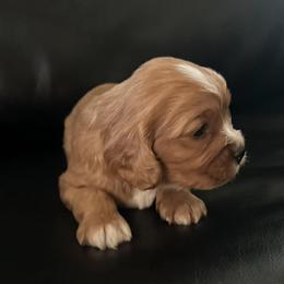 Ebeneezer - Ruby male Cavalier King Charles Spaniel puppy in Columbus Ga, Georgia from Sweet Southern Cavaliers and Chihuahuas