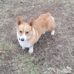 Rip - Pembroke Welsh Corgi