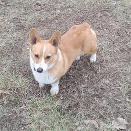 Rip - Pembroke Welsh Corgi