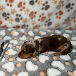 Boy 1 - Dapple male Dachshund puppy in Stilwell, Oklahoma from Ross's Desert Doxies