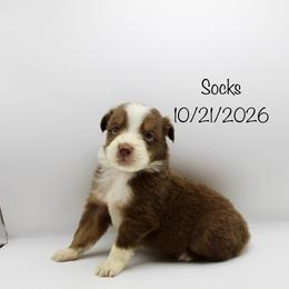 Boy 4 (Socks) - Red tri-color male Australian Shepherd puppy in Brooker, Florida from 🐾 The Great Bambino SunState Aussies!