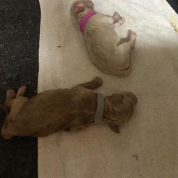Goldendoodle Puppies from Da Ruba Doodles