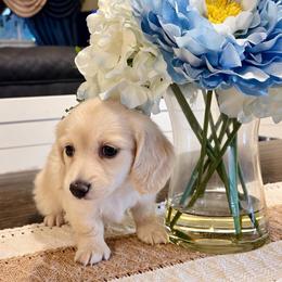 SPICE - Cream female Dachshund puppy in High Hill, Missouri from High Hill Hounds