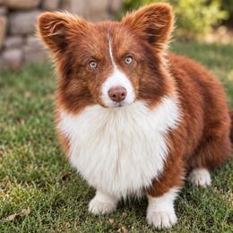 Lori - Cardigan Welsh Corgi