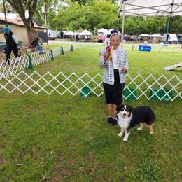 Miniature American Shepherd All Grown Up from Moon Phase Kennel