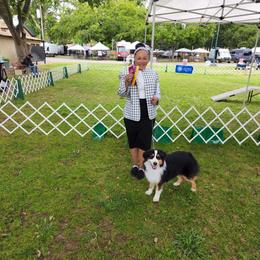 Miniature American Shepherd All Grown Up from Moon Phase Kennel