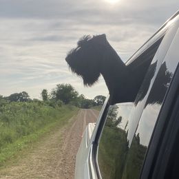 Gracie Lu - Giant Schnauzer